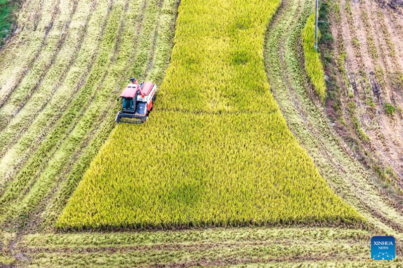 Η Κίνα εισέρχεται στην περίοδο αιχμής της φθινοπωρινής συγκομιδής