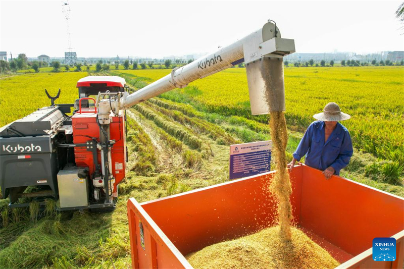 Η Κίνα εισέρχεται στην περίοδο αιχμής της φθινοπωρινής συγκομιδής