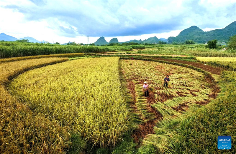 Η Κίνα εισέρχεται στην περίοδο αιχμής της φθινοπωρινής συγκομιδής