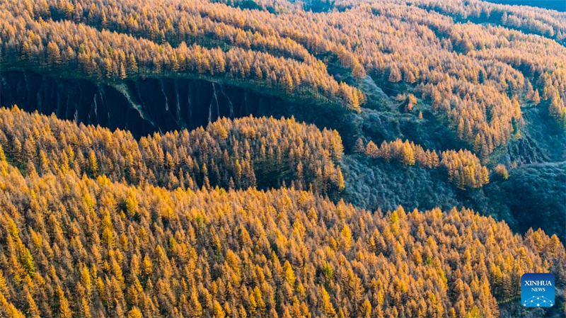 Η αεροφωτογραφία που τραβήχτηκε στις 26 Οκτωβρίου του 2025 δείχνει το φθινοπωρινό τοπίο στο Βουνό Λιοουπανσάν στην πόλη Γκουγιουάν της Αυτόνομης Περιοχής Νινγκσιά Χουέι. (Φωτογραφία / Xinhua)
