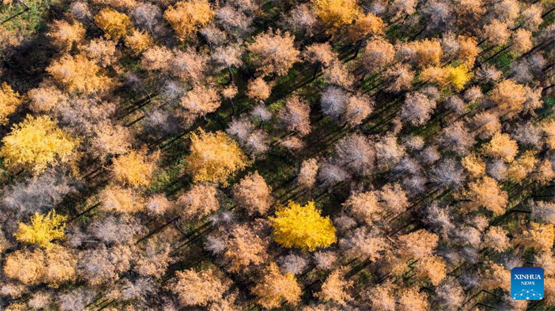 Φθινοπωρινό τοπίο του Βουνού Λιοουπανσάν στην Αυτόνομη Περιοχή Νινγκσιά