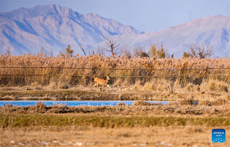 Ελάφια Μιλού στο Φυσικό Καταφύγιο Υγροτόπων του Ταμιευτήρα Τσινγκτονγκσιά