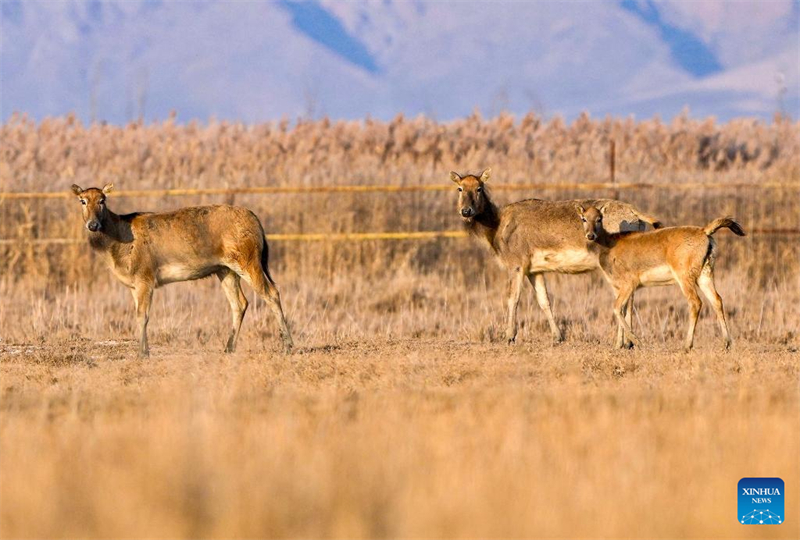 Ελάφια Μιλού στο Φυσικό Καταφύγιο Υγροτόπων του Ταμιευτήρα Τσινγκτονγκσιά