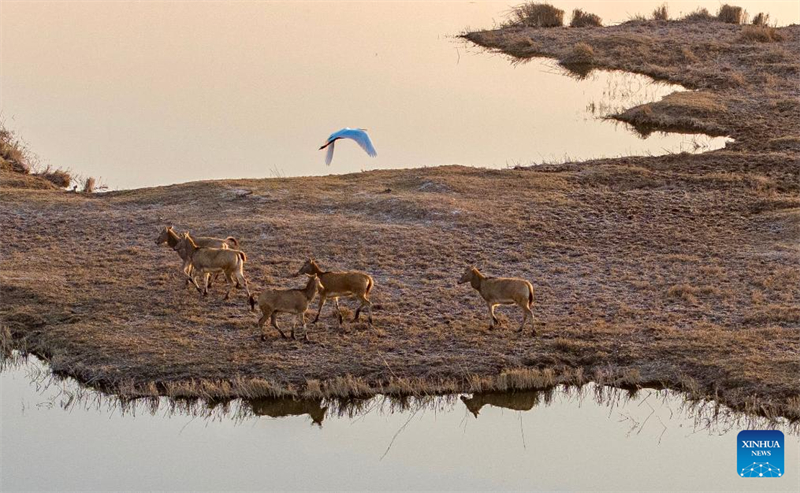 Ελάφια Μιλού στο Φυσικό Καταφύγιο Υγροτόπων του Ταμιευτήρα Τσινγκτονγκσιά