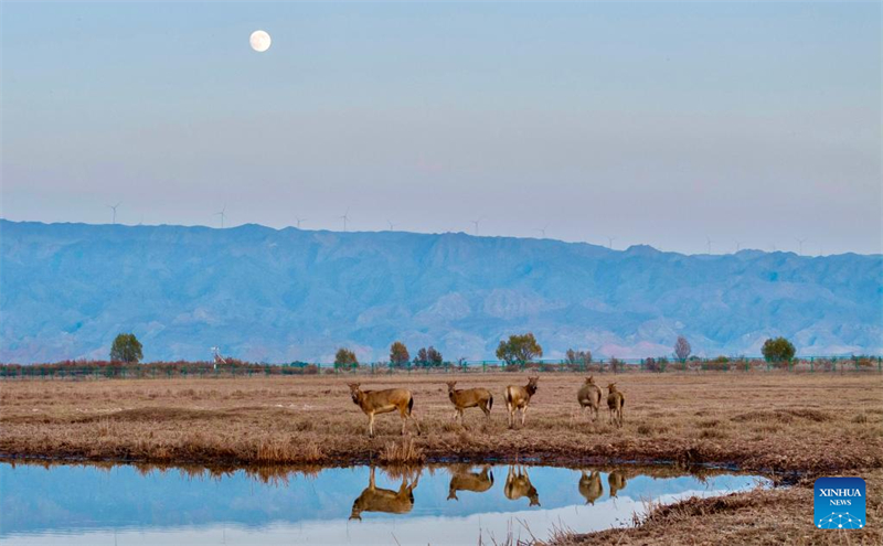 Ελάφια Μιλού στο Φυσικό Καταφύγιο Υγροτόπων του Ταμιευτήρα Τσινγκτονγκσιά