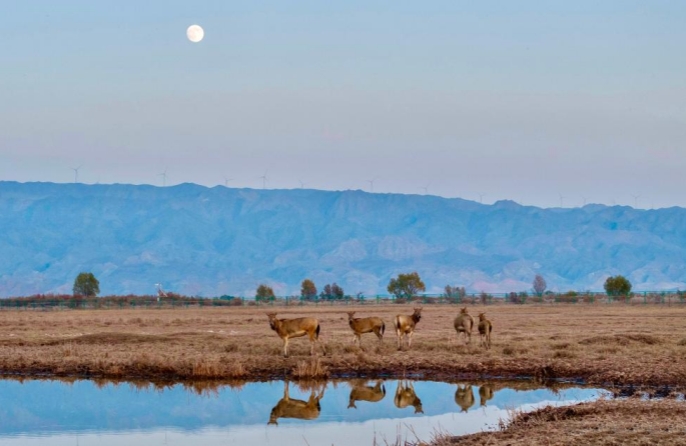 Ελάφια Μιλού στο Φυσικό Καταφύγιο Υγροτόπων του Ταμιευτήρα Τσινγκτονγκσιά