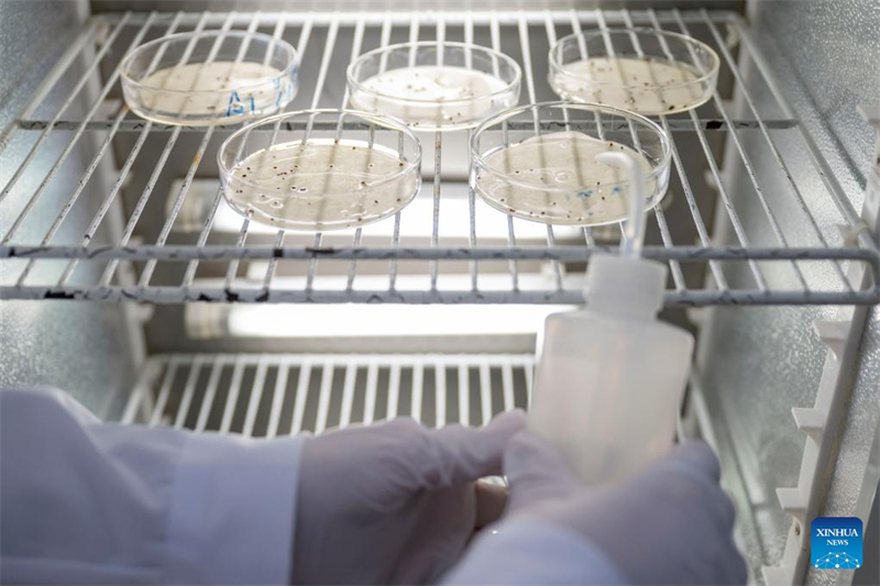 Η βιομηχανία των κράνμπερι ανθεί στην πόλη Φουγιουάν