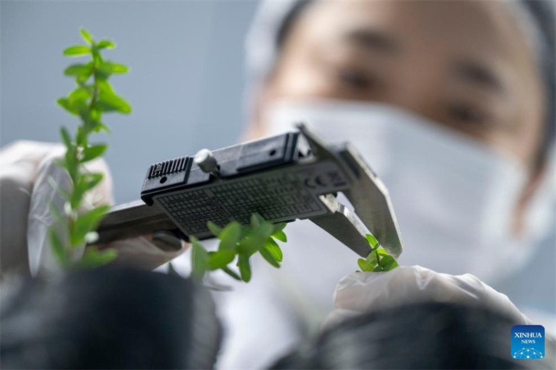 Η βιομηχανία των κράνμπερι ανθεί στην πόλη Φουγιουάν