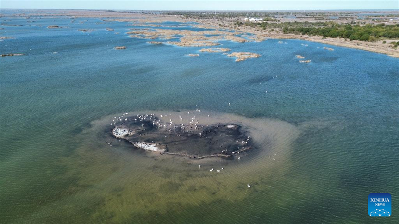 Αποδημητικά πουλιά στο Εθνικό Φυσικό Καταφύγιο του Δέλτα του Κίτρινου Ποταμού