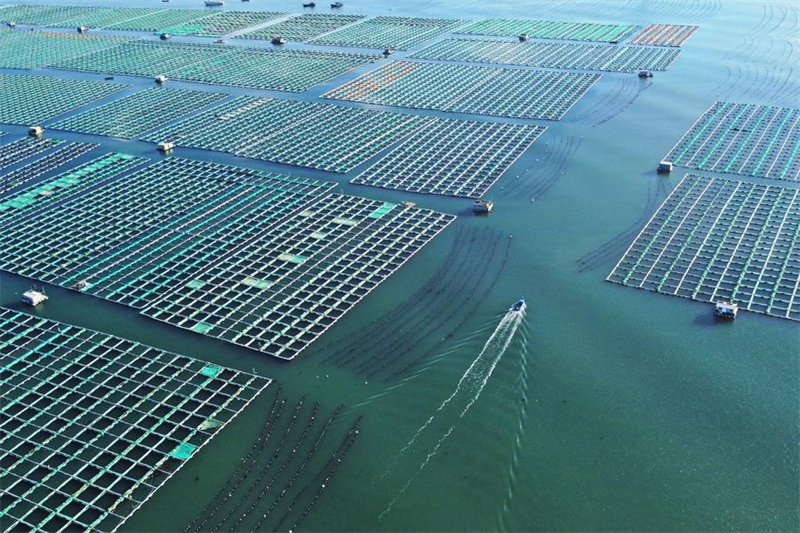 Η επαρχία Σαντόνγκ κατασκευάζει θαλάσσιες φάρμες για να εμπλουτίσει την «αποθήκη μπλε τροφίμων»