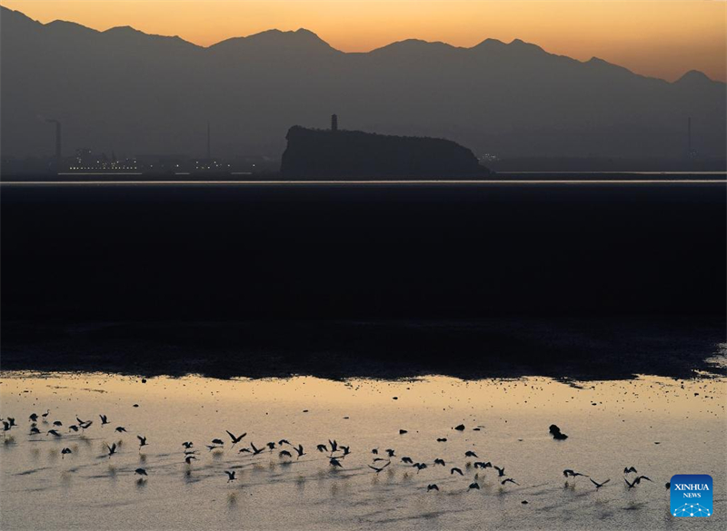 Μεταναστευτικά πουλιά παρατηρήθηκαν στη Λίμνη Πογιάνγκ