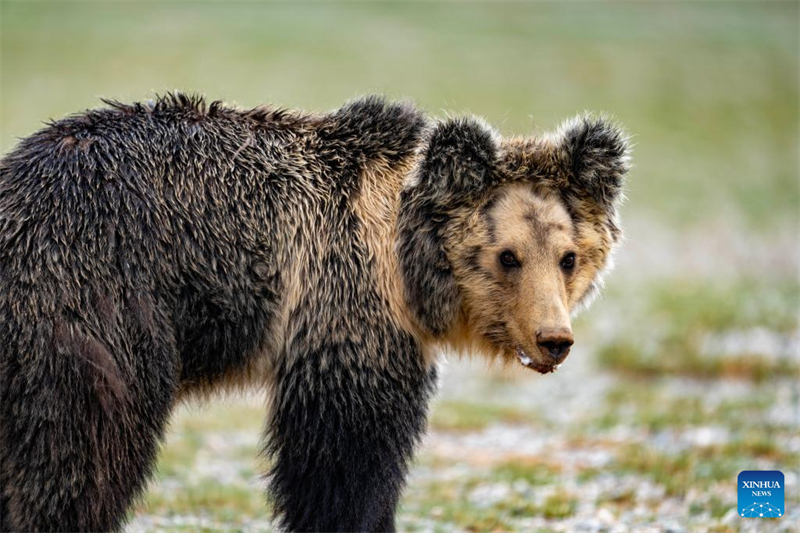Τα άγρια ζώα ευδοκιμούν στο Εθνικό Φυσικό Καταφύγιο Τσανγκτάνγκ στην Αυτόνομη Περιοχή Σιτζάνγκ