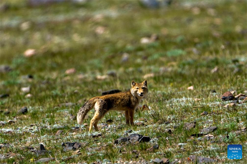 Τα άγρια ζώα ευδοκιμούν στο Εθνικό Φυσικό Καταφύγιο Τσανγκτάνγκ στην Αυτόνομη Περιοχή Σιτζάνγκ