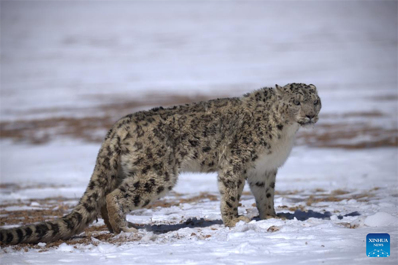 Τα άγρια ζώα ευδοκιμούν στο Εθνικό Φυσικό Καταφύγιο Τσανγκτάνγκ στην Αυτόνομη Περιοχή Σιτζάνγκ