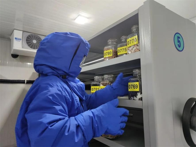 Μέλος του προσωπικού του Εθνικού Κέντρου Γενετικών Πόρων Άγριων Φυτών του Βοτανικού Κήπου Τσενσάν τοποθετεί σπόρους σε ψυχρή αποθήκευση. (Φωτογραφίες: Βοτανικός Κήπος Τσενσάν της Σαγκάης)