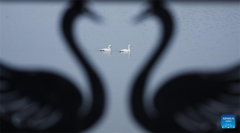 Η φωτογραφία που τραβήχτηκε στις 20 Δεκεμβρίου του 2025 δείχνει κύκνους σε έναν υγρότοπο στην πόλη Σανμενσιά της επαρχίας Χενάν. (Φωτογραφία / Xinhua)