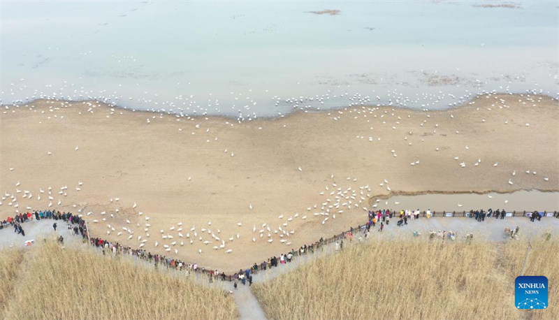 Μεταναστευτικοί κύκνοι συρρέουν στον υγρότοπο του Κίτρινου Ποταμού για να περάσουν το χειμώνα