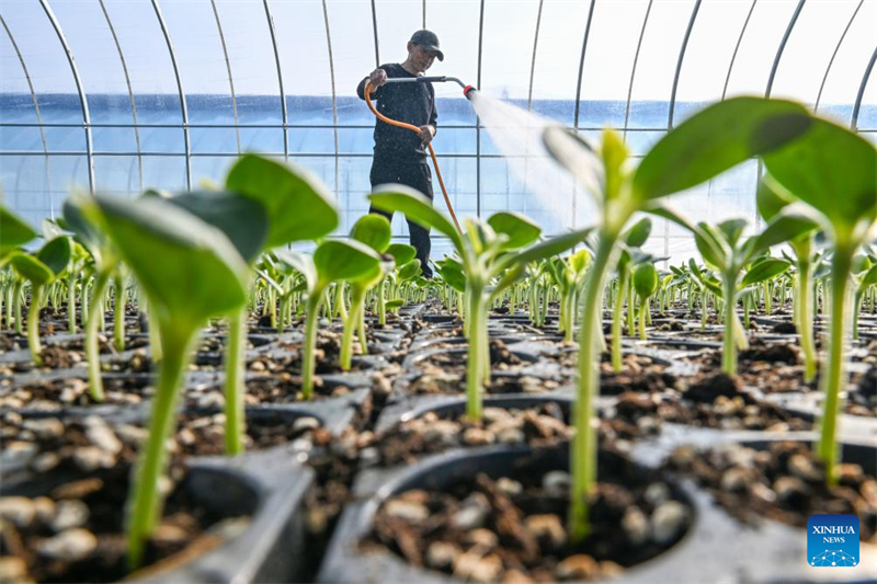 Ένας χωρικός ποτίζει τα φιντάνια πεπονιών στην πόλη Σανγκτσιόου της επαρχίας Χενάν, στις 4 Φεβρουαρίου του 2026. (Φωτογραφία / Xinhua)