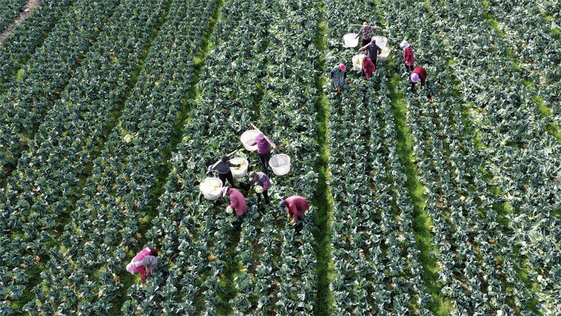 Αγρότες μαζεύουν λαχανικά κοντά στην πόλη Γουενλίνγκ, στην επαρχία Τζετζιάνγκ της ανατολικής Κίνας, στις 23 Φεβρουαρίου 2026.