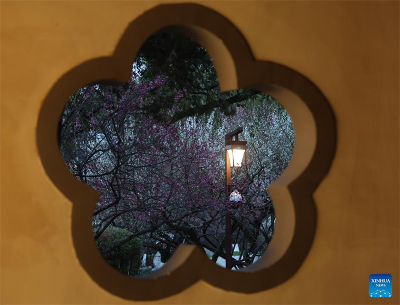 Νυχτερινή περιήγηση με άνθη δαμασκηνιάς στο Χανγκτζόου