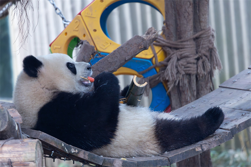 Τα γιγάντια πάντα γιόρτασαν το Φεστιβάλ της Άνοιξης μαζί με τους ανθρώπους