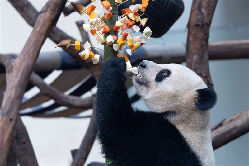 Τα γιγάντια πάντα γιόρτασαν το Φεστιβάλ της Άνοιξης μαζί με τους ανθρώπους