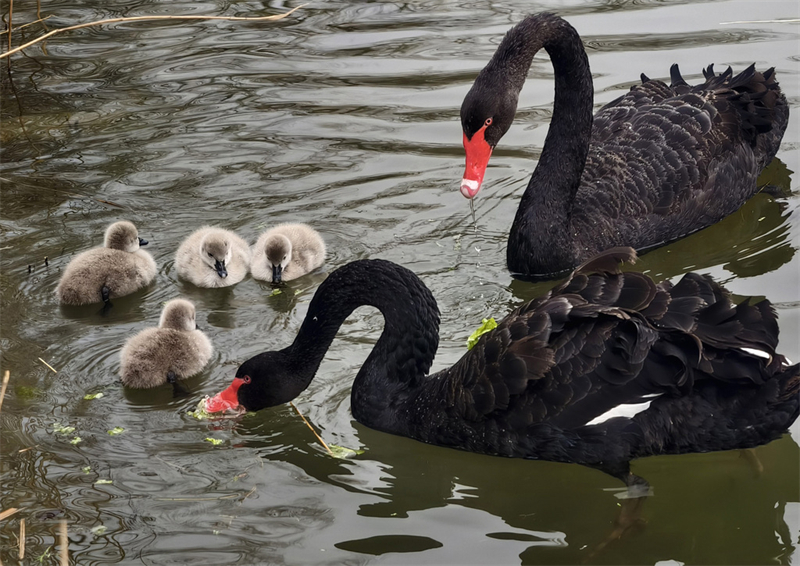 Μαυρόκυκνος βγάζει βόλτα τα μικρά στο Πάρκο Γιουενμινγιουέν