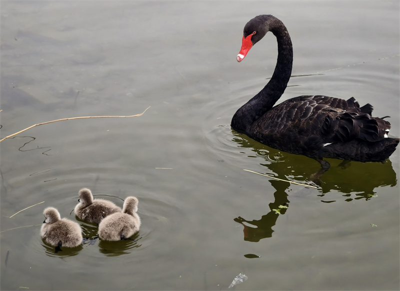 Μαυρόκυκνος βγάζει βόλτα τα μικρά στο Πάρκο Γιουενμινγιουέν
