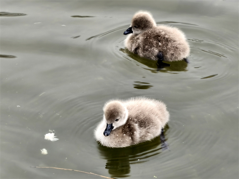 Μαυρόκυκνος βγάζει βόλτα τα μικρά στο Πάρκο Γιουενμινγιουέν