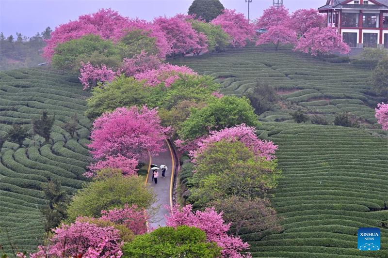 Η επαρχία Φουτζιέν αναπτύσσει ένα ποικιλόμορφο σύστημα ανθοφορίας κερασιάς για να τροφοδοτήσει την «ανοιξιάτικη οικονομία»
