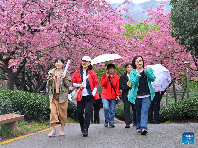 Η επαρχία Φουτζιέν αναπτύσσει ένα ποικιλόμορφο σύστημα ανθοφορίας κερασιάς για να τροφοδοτήσει την «ανοιξιάτικη οικονομία»