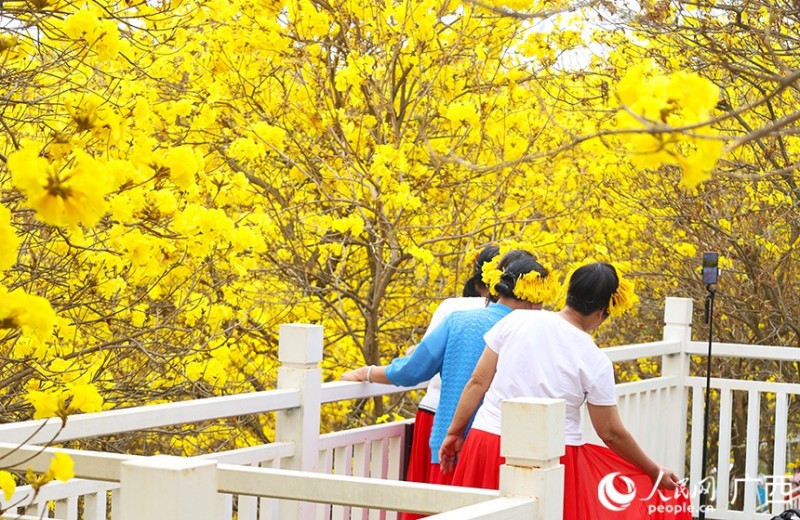Νανίνγκ, Γκουανγκσί: Η άνοιξη ξεδιπλώνεται μέσα σε ανθισμένα λουλούδια