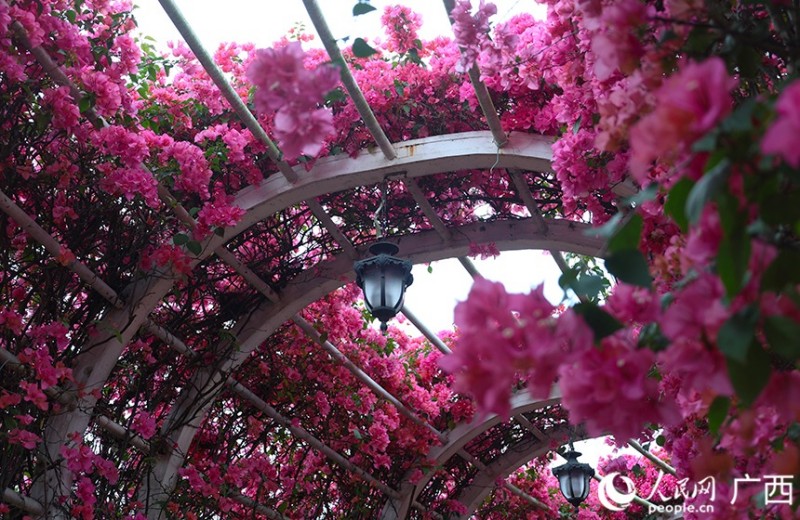 Νανίνγκ, Γκουανγκσί: Η άνοιξη ξεδιπλώνεται μέσα σε ανθισμένα λουλούδια