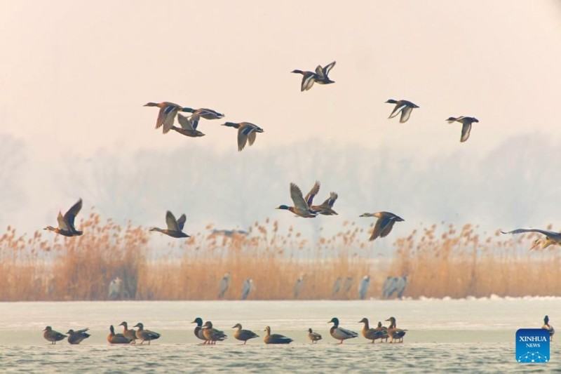 Ανοιξιάτικο τοπίο σε όλη την Κίνα