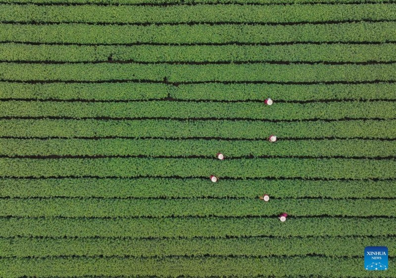 Καλλιεργητές τσαγιού συλλέγουν τσάι Longjing της Δυτικής Λίμνης στη πόλη Χανγκτζόου της Κίνας