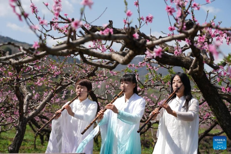 Πολιτιστικές εκδηλώσεις πραγματοποιήθηκαν ανάμεσα στις ανθισμένες ροδακινιές στους πρόποδες των βουνών Τζονγκνάν στην Σιάν