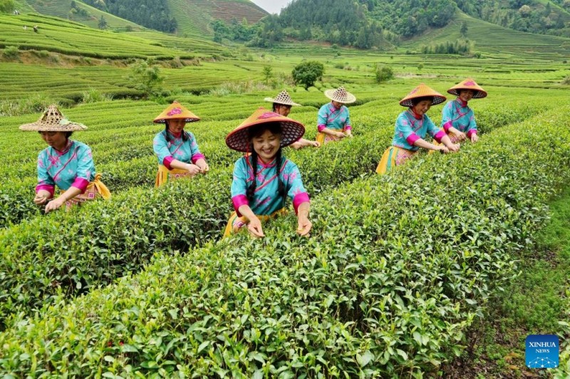 Πολιτιστική εκδήλωση σε κήπο τσαγιού στην κωμόπολη Σινγκτσούν, στην επαρχία Φουτζιέν της Κίνας