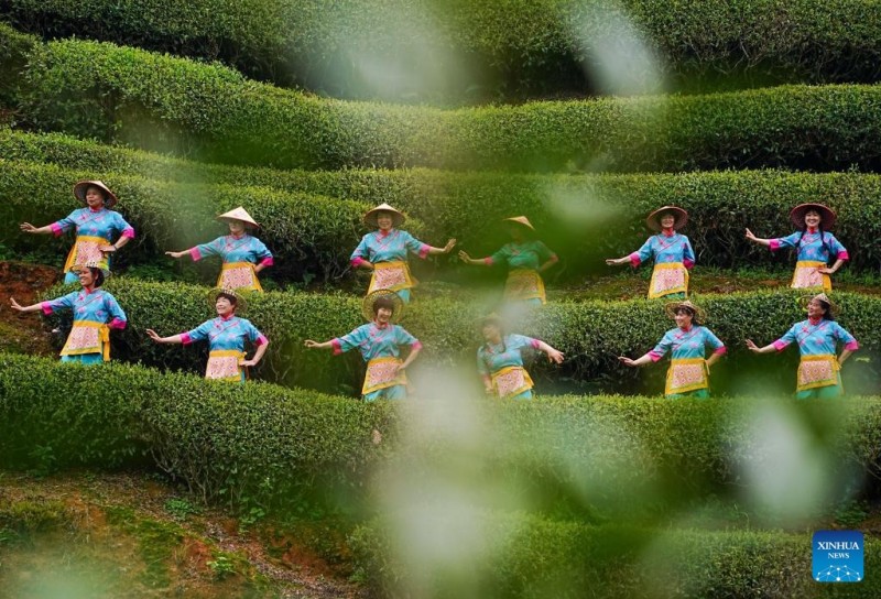 Πολιτιστική εκδήλωση σε κήπο τσαγιού στην κωμόπολη Σινγκτσούν, στην επαρχία Φουτζιέν της Κίνας