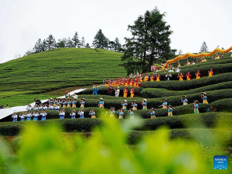 Πολιτιστική εκδήλωση σε κήπο τσαγιού στην κωμόπολη Σινγκτσούν, στην επαρχία Φουτζιέν της Κίνας