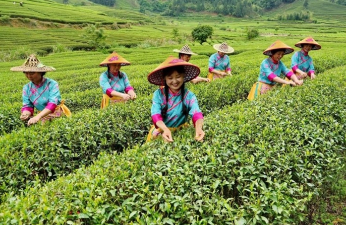 Πολιτιστική εκδήλωση σε κήπο τσαγιού στην κωμόπολη Σινγκτσούν, στην επαρχία Φουτζιέν της Κίνας