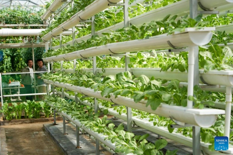 Η αυτόνομη γεωργία στο επίκεντρο της διεθνούς έκθεσης επιστήμης και τεχνολογίας λαχανικών στην επαρχία Σαντόνγκ