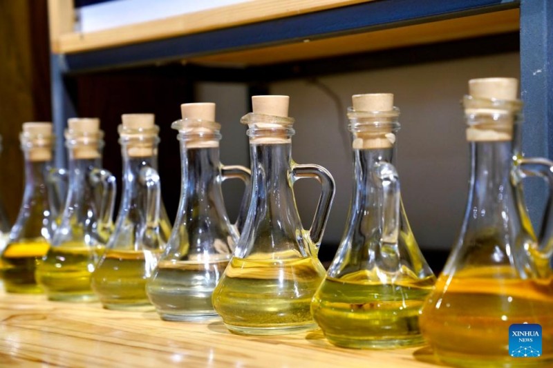Η ελαιοκομία γνωρίζει άνθηση στην περιφέρεια Γουντού της επαρχίας Γκανσού στην Κίνα
