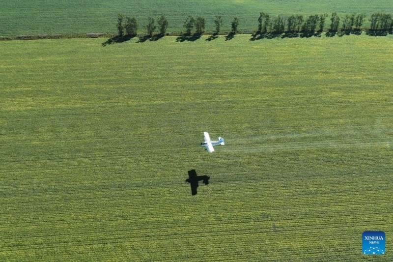 Αεροσκάφη και drones συμβάλλουν στη διασφάλιση της φθινοπωρινής συγκομιδής σιτηρών στην επαρχία Χεϊλονγκτζιάνγκ της Κίνας